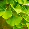 Ginkgo biloba ekstraktas - Oriton Sudėtis 